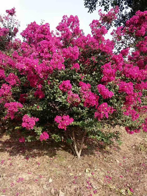 花卉苗木冬季病虫害防治