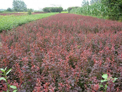 青州永胜苗木花卉 红叶小檗 花卉苗木 种植基地批发价格优惠