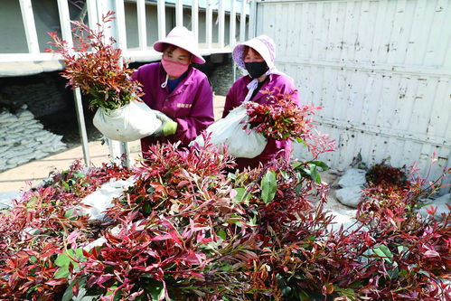 花卉苗木销售进入旺季