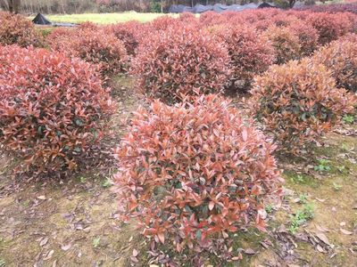 红叶石楠-红叶石楠小苗,红叶石楠价格-万景苗木红叶石楠基地