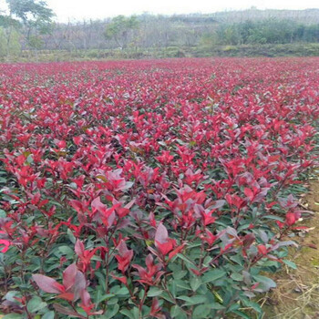 陕西红叶石楠苗木花卉,红叶石楠小苗