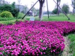 青州金光菊种植基地:山东哪里有出售荷兰菊图片|青州金光菊种植基地:山东哪里有出售荷兰菊产品图片由青州市 花卉苗木专业合作社公司生产提供-