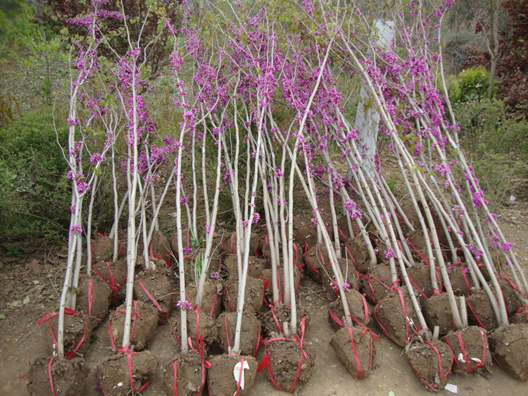 紫荆树苗 紫荆花苗冬青北海道黄杨紫荆树 庭院植物花卉绿化苗木