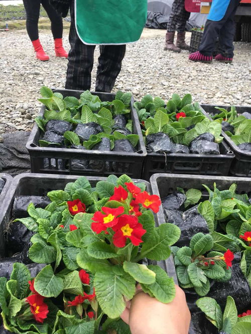 【四川草花植物,成都草花植物供应,报春花苗木基地】- 